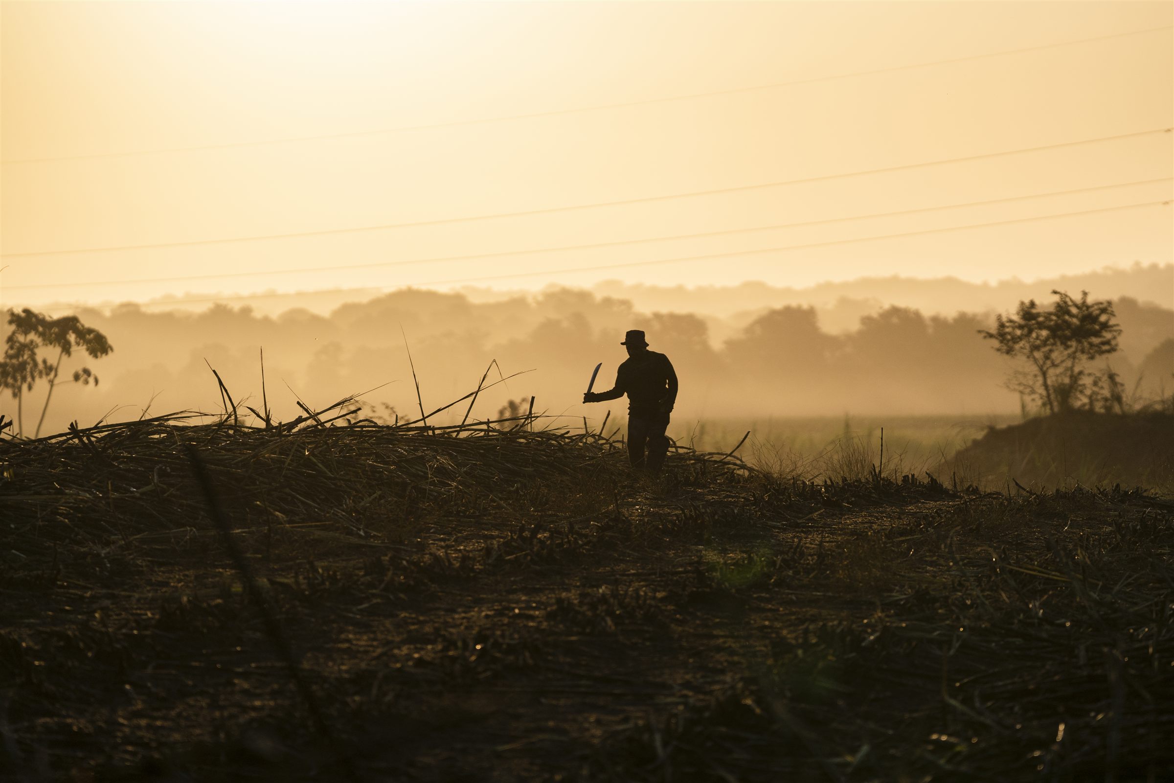 Panama, harvesters at golden hour